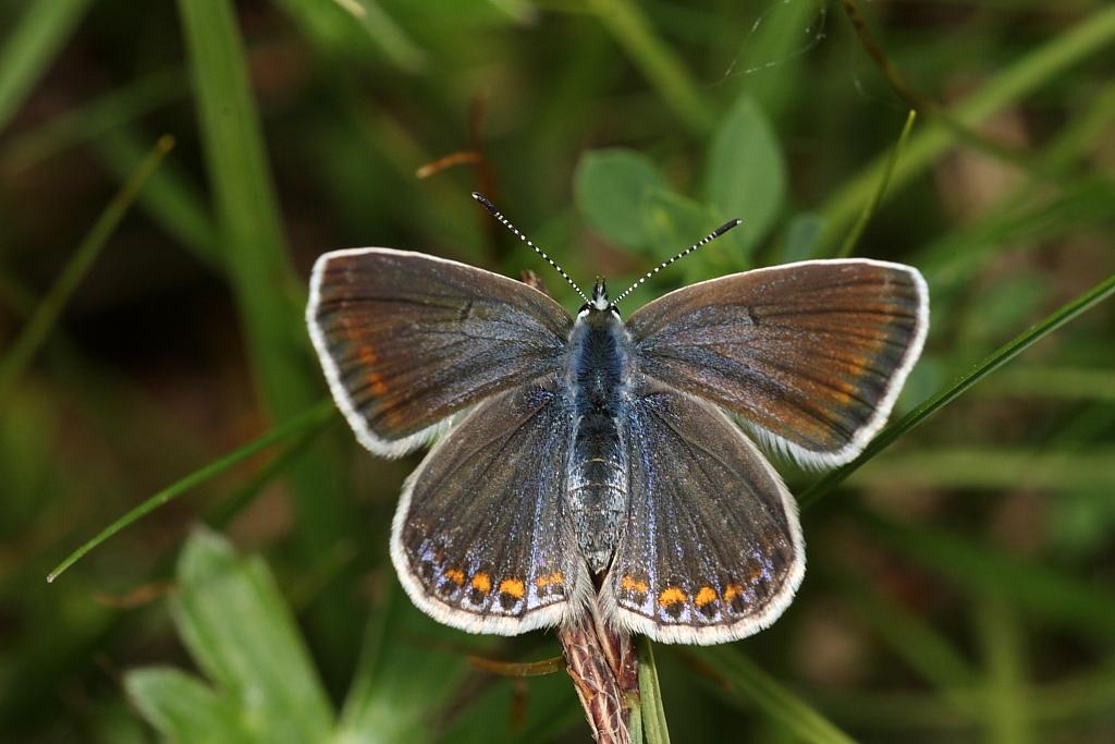 Licenide, forse  Plebejus (Plebejus) argus?